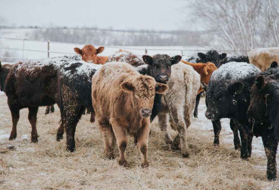 Cows